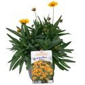 Afbeelding van VP Coreopsis P19 Early Sunrise
